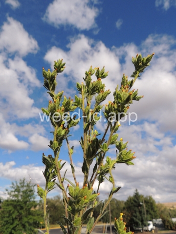 tarweed, cluster